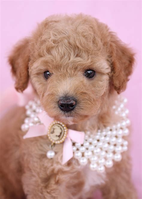 Toy poodles for sale in florida - The Breed standard is the same for all three varieties except the size is different. Toy poodles are 10 inches or less at the shoulder (usually making them 4-7 pounds.) .) There is no such thing as a teacup, it is just a word used to describe a very small